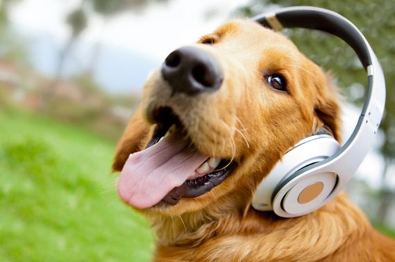 dog-headphones